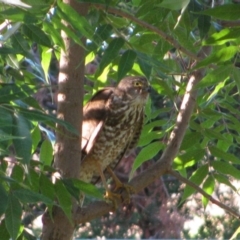 Accipiter cirrocephalus (Collared Sparrowhawk) at Richardson, ACT - 25 Dec 2008 by MB