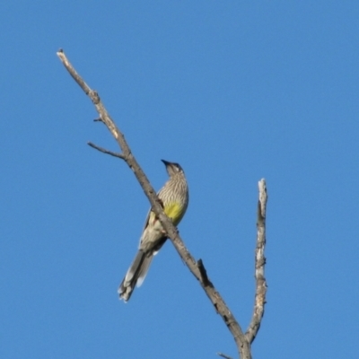 Anthochaera carunculata (Red Wattlebird) at Theodore, ACT - 28 Dec 2008 by MB