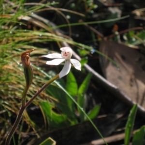 Caladenia alpina at Yaouk, NSW - suppressed