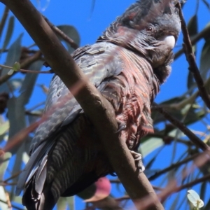 Callocephalon fimbriatum at Deakin, ACT - suppressed