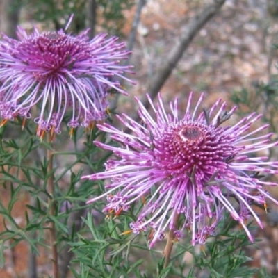 Isopogon formosus at Wuraming, WA - 29 Sep 2008 by MB