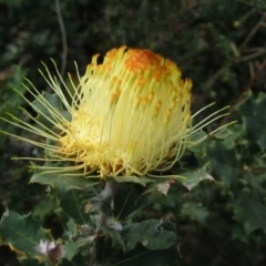 Banksia undata (Urchin Dryandra) at Mount Wells, WA - 30 Sep 2008 by MB