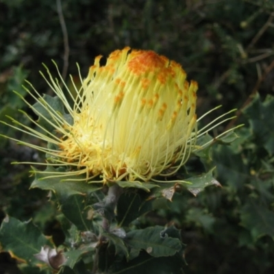 Banksia sp. at Mount Wells, WA - 30 Sep 2008 by MB