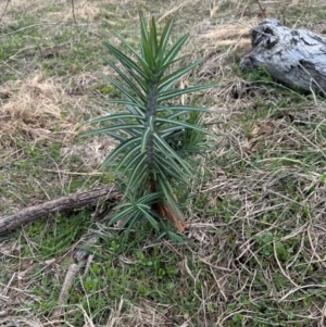 Euphorbia lathyris at Strathnairn, ACT - 22 Aug 2024