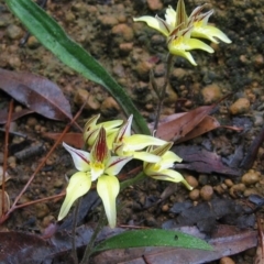 Caladenia flava at Mount Wells, WA - 1 Oct 2008 by MB