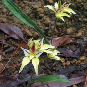 Caladenia flava at Mount Wells, WA - suppressed