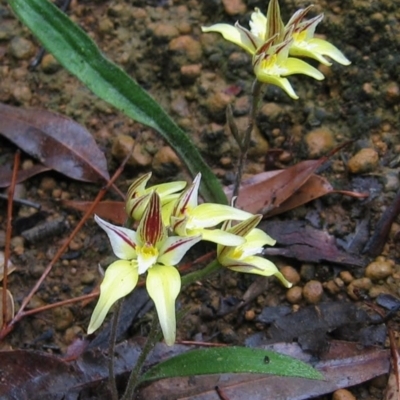 Caladenia flava (Cowslip Orchid) at Mount Wells, WA - 1 Oct 2008 by MB