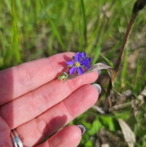 Erodium crinitum at Parkes, NSW - 22 Aug 2024