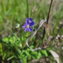 Erodium crinitum at Parkes, NSW - 22 Aug 2024 01:10 PM