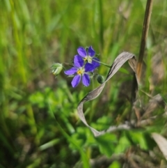 Erodium crinitum at Parkes, NSW - 22 Aug 2024 01:10 PM