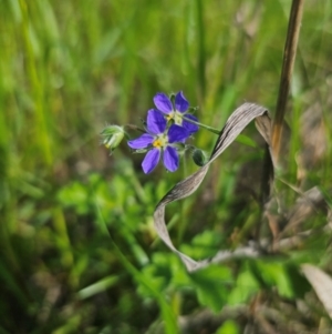 Erodium crinitum at Parkes, NSW - 22 Aug 2024