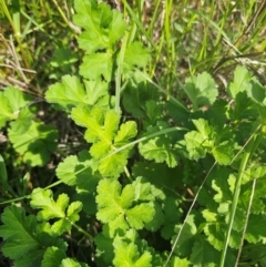 Erodium crinitum at Parkes, NSW - 22 Aug 2024