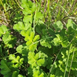 Erodium crinitum at Parkes, NSW - 22 Aug 2024 01:10 PM