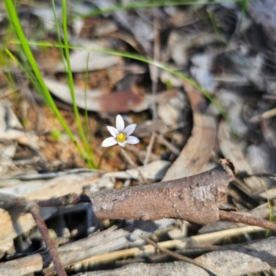 Romulea minutiflora (Small-flowered Onion Grass) at Parkes, NSW - 22 Aug 2024 by Csteele4