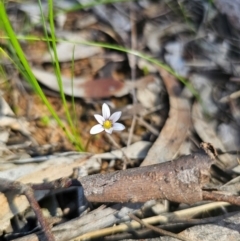 Romulea minutiflora at Parkes, NSW - 22 Aug 2024 12:38 PM