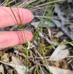 Romulea minutiflora at Parkes, NSW - 22 Aug 2024