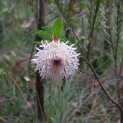 Pimelea spectabilis (Bunjong) at Bannister, WA - 2 Oct 2008 by MB