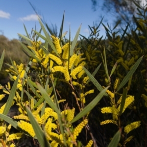 Acacia subtilinervis at Tianjara, NSW - 21 Aug 2024