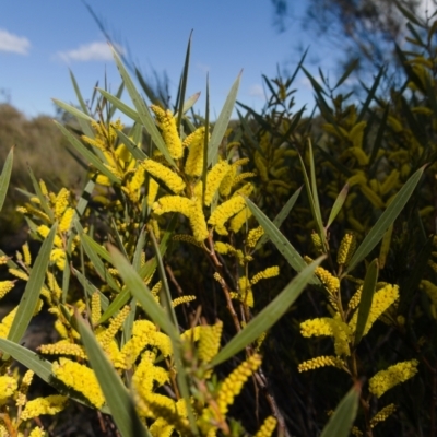 Acacia subtilinervis (Net-veined Wattle) at Tianjara, NSW - 21 Aug 2024 by RobG1