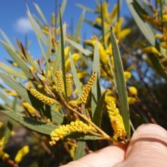 Acacia subtilinervis at Tianjara, NSW - 21 Aug 2024