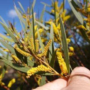 Acacia subtilinervis at Tianjara, NSW - 21 Aug 2024