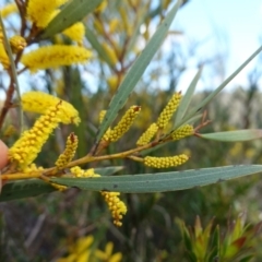 Acacia subtilinervis at Tianjara, NSW - 21 Aug 2024 11:21 AM