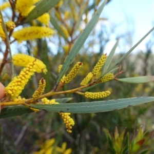 Acacia subtilinervis at Tianjara, NSW - 21 Aug 2024 11:21 AM