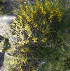 Acacia subtilinervis at Tianjara, NSW - 21 Aug 2024 11:21 AM
