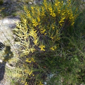 Acacia subtilinervis at Tianjara, NSW - 21 Aug 2024