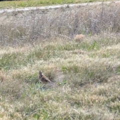 Alauda arvensis (Eurasian Skylark) at Lawson, ACT - 22 Aug 2024 by mroseby