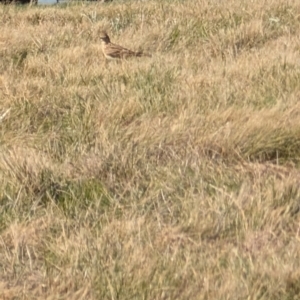 Alauda arvensis at Lawson, ACT - 22 Aug 2024