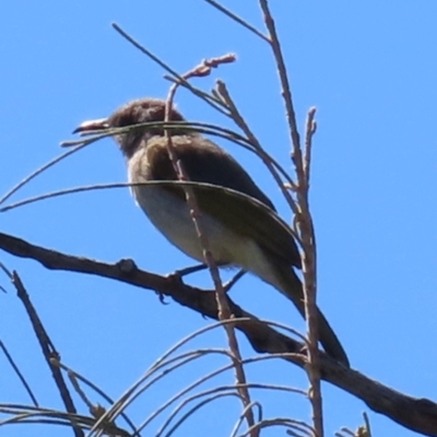 Lichmera indistincta (Brown Honeyeater) at Seventeen Seventy, QLD - 22 Aug 2024 by lbradley