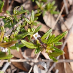 Zieria pilosa (Pilose-leafed Zieria) at Tianjara, NSW - 21 Aug 2024 by RobG1