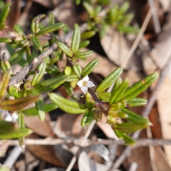 Zieria pilosa at Tianjara, NSW - 21 Aug 2024 by RobG1