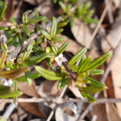 Zieria pilosa at Tianjara, NSW - 21 Aug 2024 by RobG1