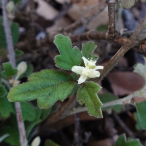 Xanthosia pilosa at Tianjara, NSW - 21 Aug 2024