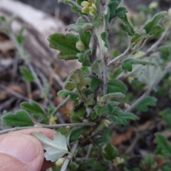 Xanthosia pilosa at Tianjara, NSW - 21 Aug 2024 11:23 AM