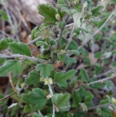 Xanthosia pilosa at Tianjara, NSW - 21 Aug 2024 11:23 AM