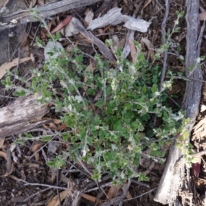 Xanthosia pilosa at Tianjara, NSW - 21 Aug 2024