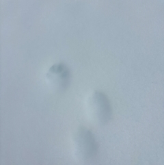 Unverified Mammal at Kosciuszko, NSW - 18 Aug 2024 by Choyster