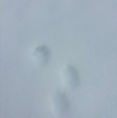 Unidentified Mammal at Kosciuszko, NSW - 18 Aug 2024 by Choyster