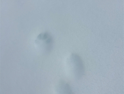 Unverified Mammal at Kosciuszko, NSW - 18 Aug 2024 by Choyster