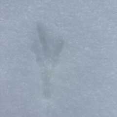 Unidentified Bird at Kosciuszko, NSW - 19 Aug 2024 by Choyster