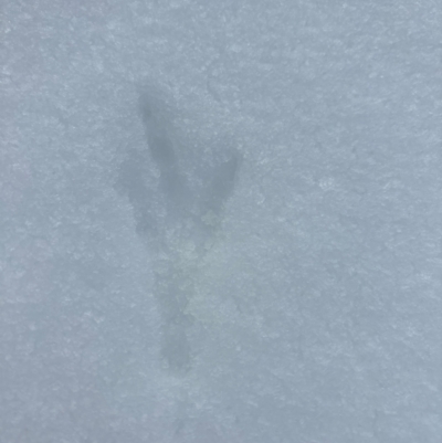 Unidentified Bird at Kosciuszko, NSW - 19 Aug 2024 by Choyster