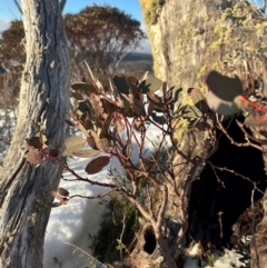 Eucalyptus pauciflora subsp. niphophila (Alpine Snow Gum) at Thredbo, NSW - 18 Aug 2024 by Choyster