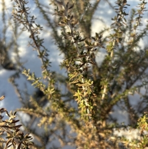 Ozothamnus secundiflorus at Thredbo, NSW - 19 Aug 2024 07:36 AM
