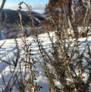 Ozothamnus secundiflorus at Thredbo, NSW - 19 Aug 2024 07:36 AM