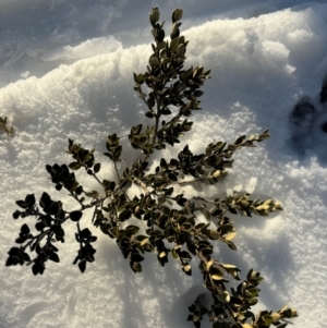 Nematolepis ovatifolia at Thredbo, NSW - 19 Aug 2024