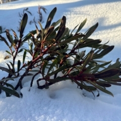 Tasmannia xerophila subsp. xerophila (Alpine Pepperbush) at Thredbo, NSW - 19 Aug 2024 by Choyster