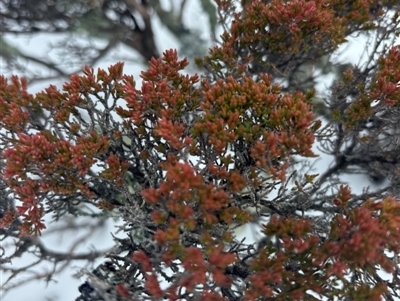 Unidentified Plant at Kosciuszko, NSW - 19 Aug 2024 by Choyster